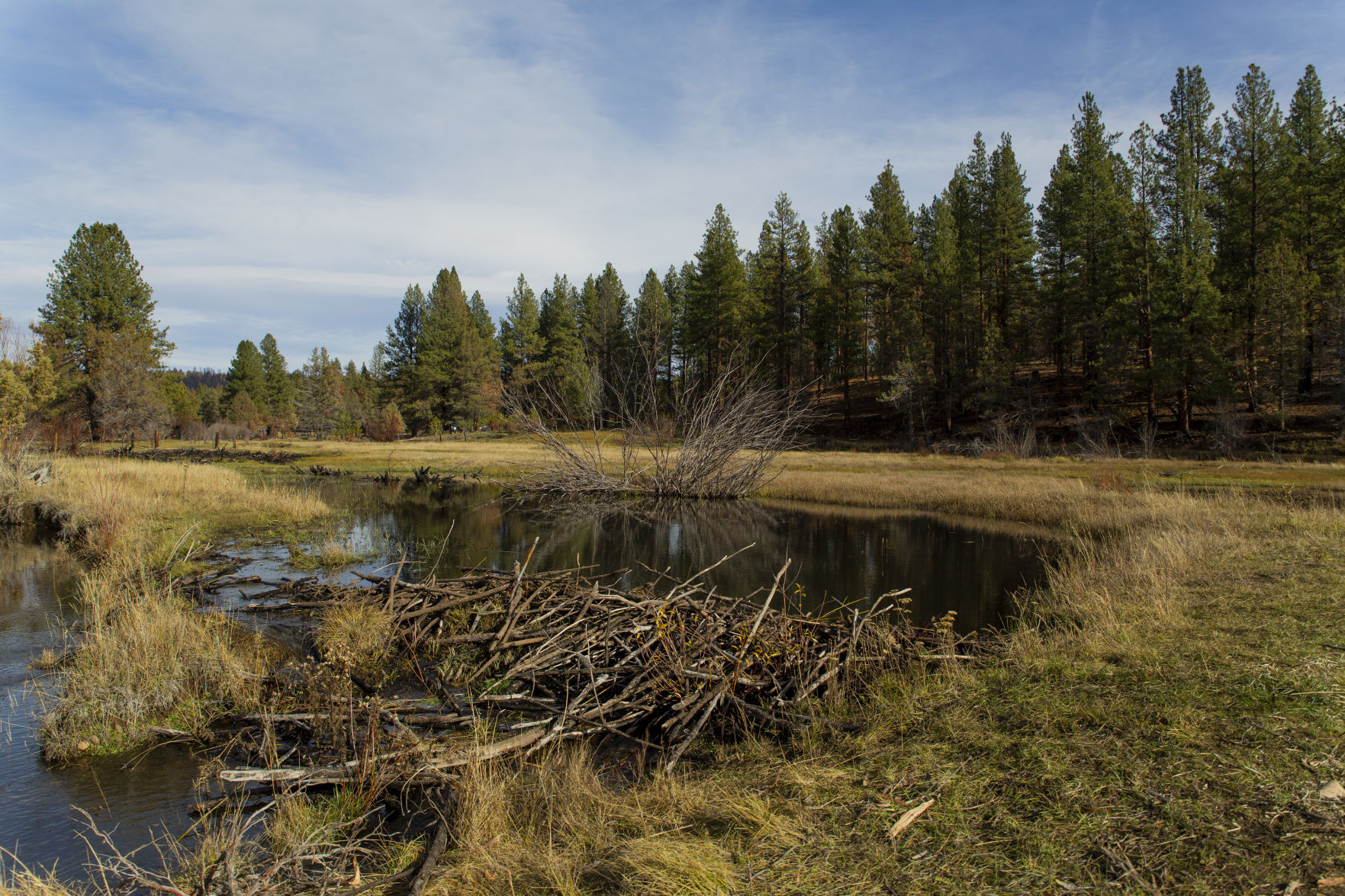 Harmony Preserve Restoration Project